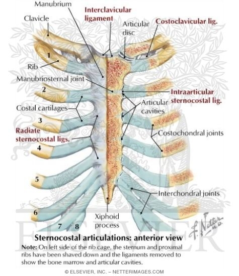 Ribs and Sternocostal Joints