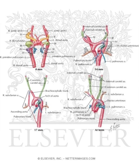 Embryology: Aortic Arches