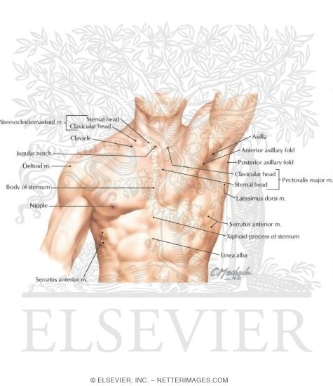 Watermarked preview of labeled image: Surface Anatomy of the Thorax
