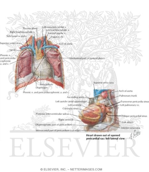 pericardial sac