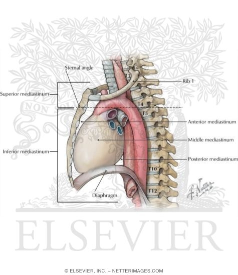 Subdivisions of the Mediastinum