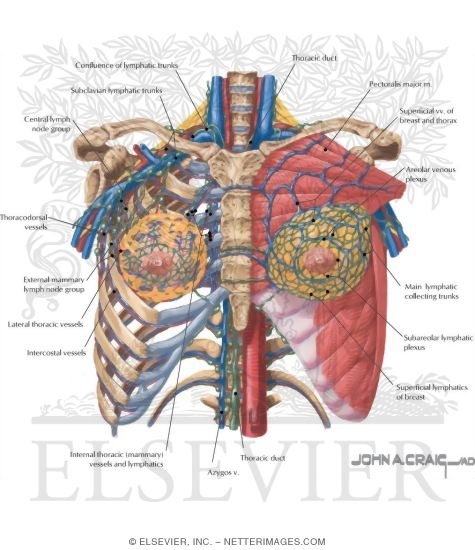 Surface Anatomy: Lymphatics and Vessels of the Breast