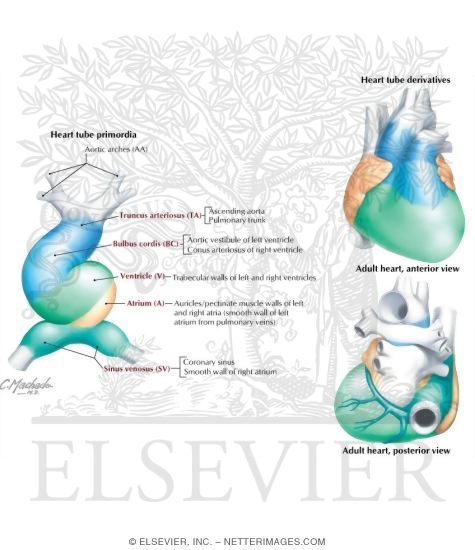 Summary of Heart Tube Derivatives
Adult Derivatives of the Heart Tube Chambers