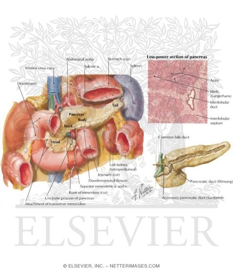 Pancreas Anatomy and Histology