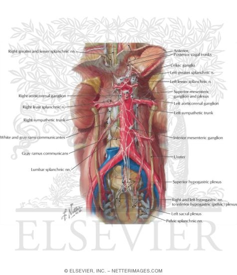 Autonomic Nerves and Ganglia of Abdomen
Sympathetic Nerves In the Abdomen