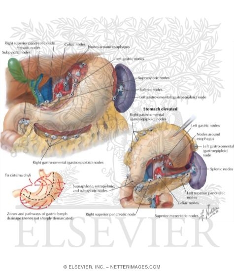 Watermarked preview of labeled image: Lymph Vessels and Nodes of Stomach
Lymphatic Drainage of Stomach