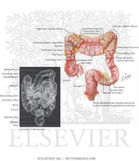 Large Intestine Structure
Mucosa and Musculature of Colon
Mucosa and Musculature of Large Intestine
Structure of Colon