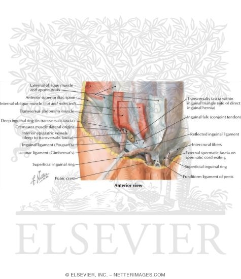 Inguinal Canal
Inguinal Region: Dissection