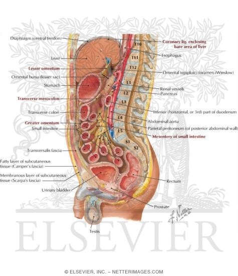 Abdominal Wall and Viscera: Median (Sagittal) Section
Peritoneum