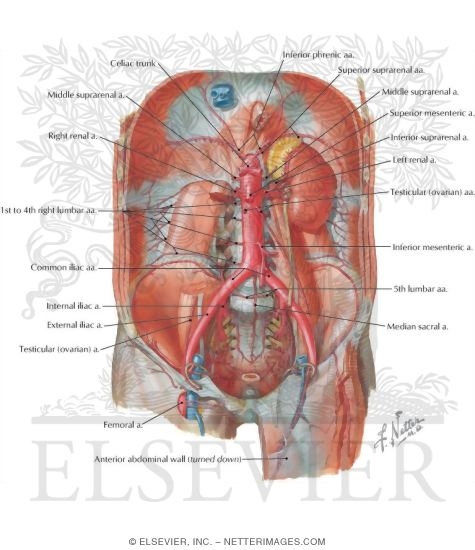 Arteries of Posterior Abdominal Wall
Blood Supply of the Abdomen