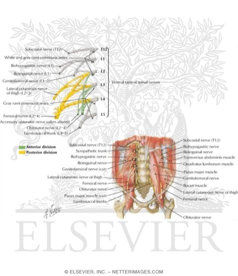 Lumbar Plexus
Nerves: Lumbar Plexus