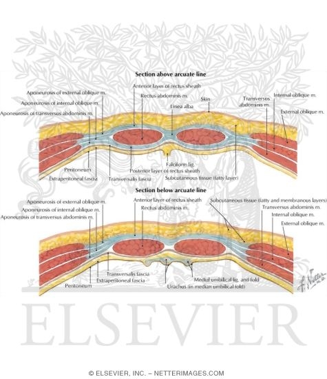Rectus Sheath Cross Sections