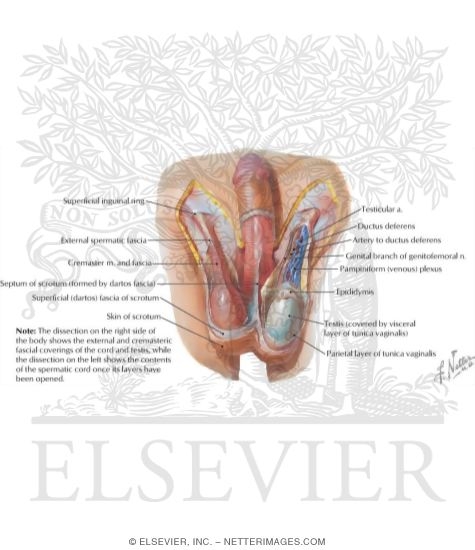 Abdominal Wall Spermatic Cord