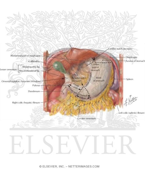 Stomach, Liver, and Gallbladder