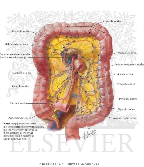 Watermarked preview of labeled image: Colon