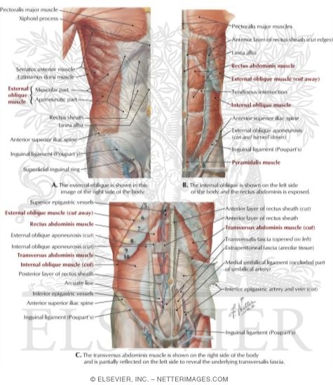 Watermarked preview of labeled image: Muscles of the Anterolateral Abdominal Wall