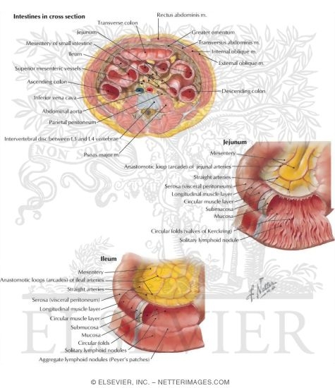 The Jejunum and Ileum