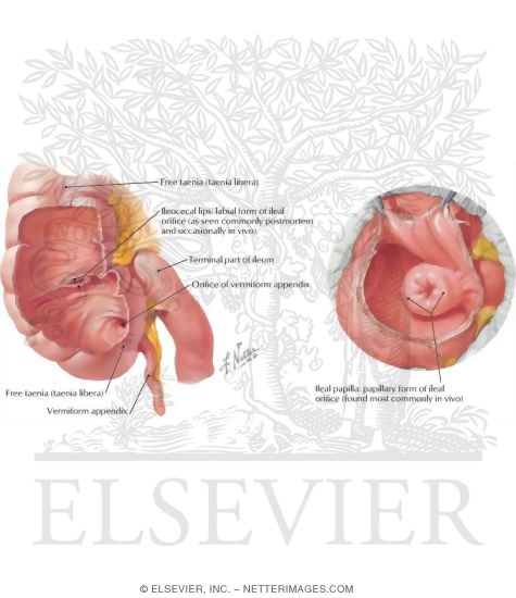 The Ileocecal Junction and Valve