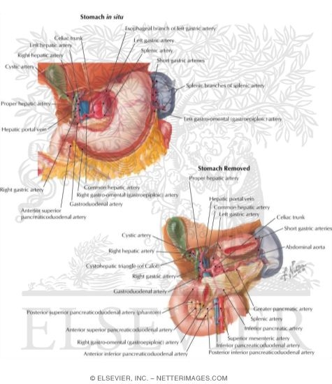 Celiac Trunk