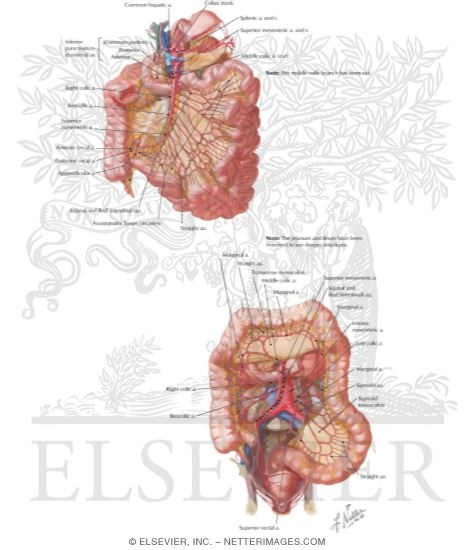 Superior and Inferior Mesenteric Arteries and Their Branches