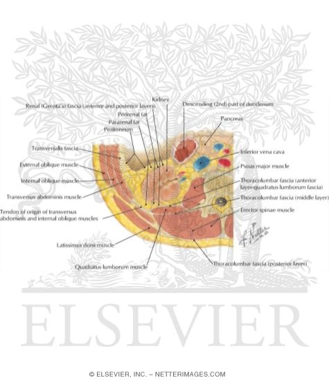 Watermarked preview of labeled image: Transverse Section Through L2 Vertebra