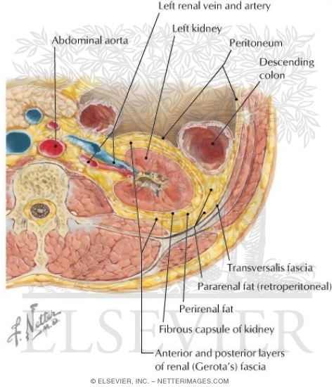 Renal Fascia and Fat
