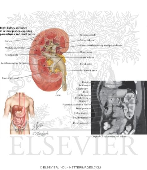 Features of the Right Kidney