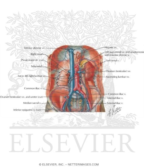 Inferior Vena Cava