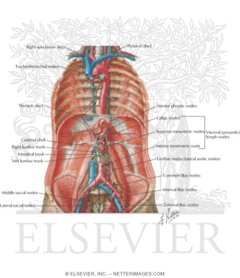 Watermarked preview of labeled image: Abdominal Lymphatics