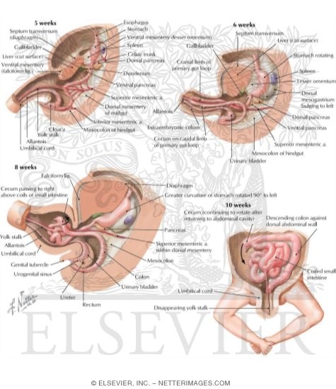 Watermarked preview of labeled image: Sequence of Embryonic Gut Tube Rotations