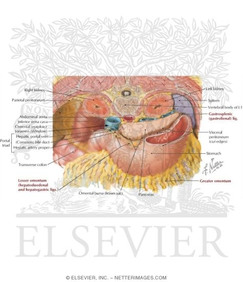 Omental Bursa: Cross Section