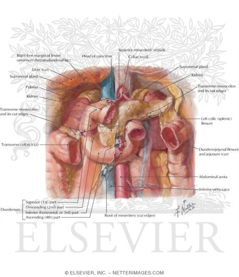 Duodenum In Situ