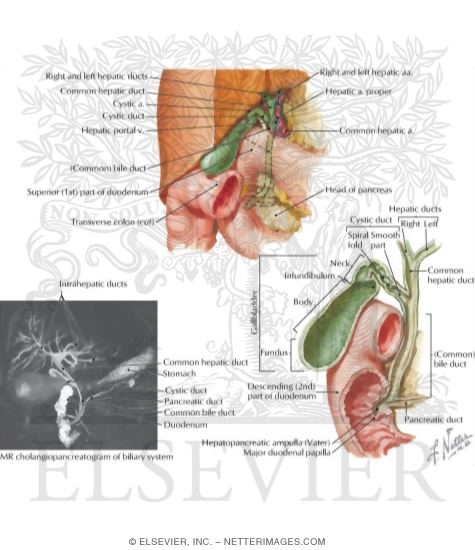 Gallbladder and Extrahepatic Bile Ducts
