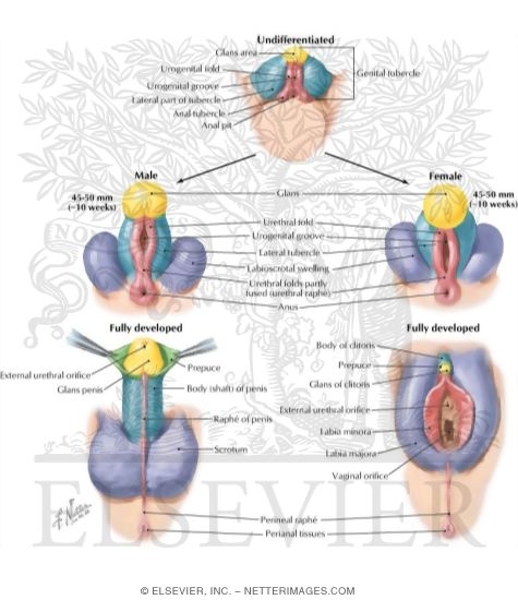Watermarked preview of labeled image: Homologues of External Genitalia