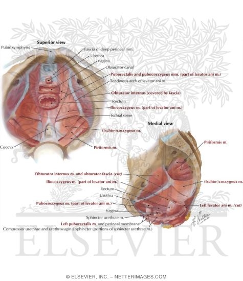 Watermarked preview of labeled image: Pelvic Diaphragm II - From Above Pelvic Diaphragm: Female