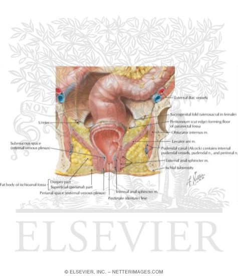 Ischioanal Fossae
Pelvic Fascia and Perineopelvic Spaces
Transverse Section Showing Planes of Pelvic Fascia