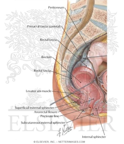 Watermarked preview of labeled image: Rectum and Anal Canal