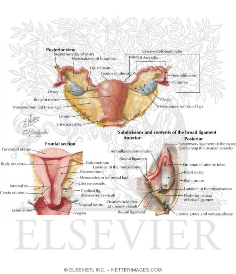 Uterus And Adnexa