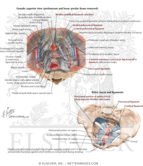 Watermarked preview of labeled image: Endopelvic Fascia In the Female