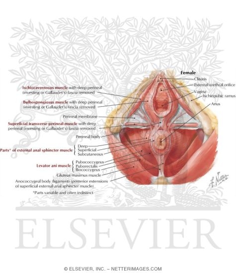 Muscles of the Female Perineum