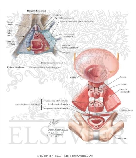 Watermarked preview of labeled image: Female Perineum and Urethrovaginalis Sphincter Complex