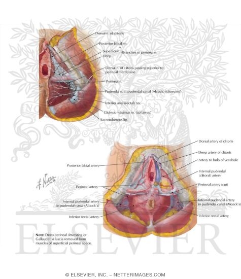 Watermarked preview of labeled image: Neurovascular Supply to the Female Perineum