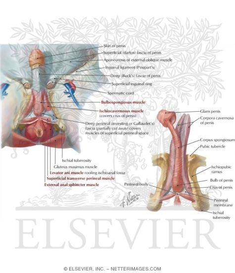 Male Perineum, Superficial Pouch, and Penis