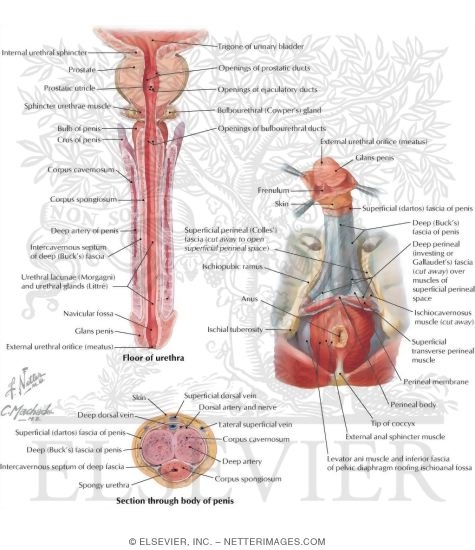 Penis and Urethra