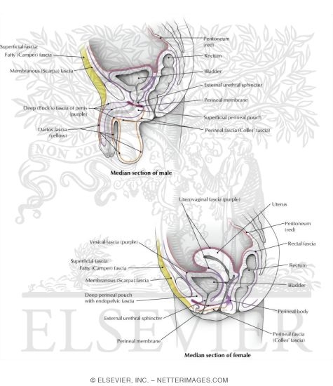Fasciae of the Male and Female Pelvis and Perineum