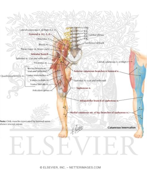 Femoral Nerve and Lateral Femoral Cutaneous Nerves