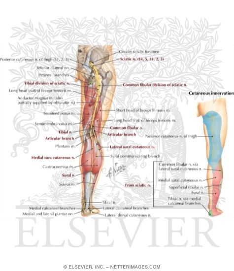 Sciatic Nerve (L4, L5; S1, S2, S3) and Posterior Femoral Cutaneous Nerve (S1, S2, S3)
Sciatic Nerve and Posterior Cutaneous Nerve of Thigh