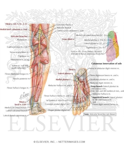 Tibial Nerve (L4, L5; S1, S2, S3)