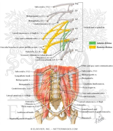 Lumbar Plexus
Nerves: Lumbar Plexus