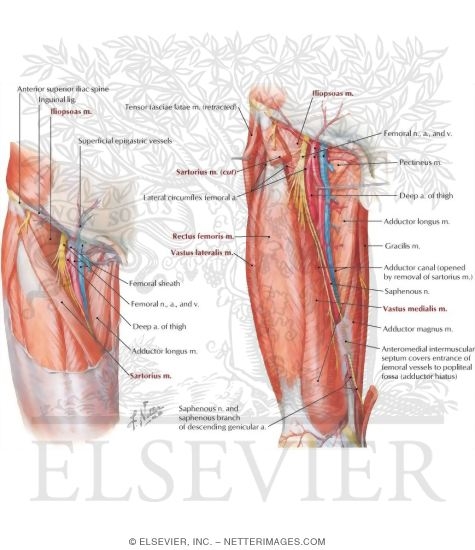 Watermarked preview of labeled image: Arteries and Nerves of Thigh: Anterior Views
Superficial Dissections